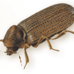 cropped-woodworm-type-1-150x150.png